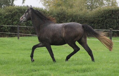 Lusitano for sale