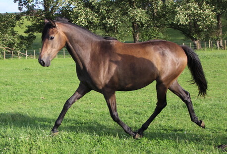 Lusitano horses for sale